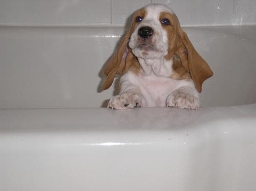 Basset Hound