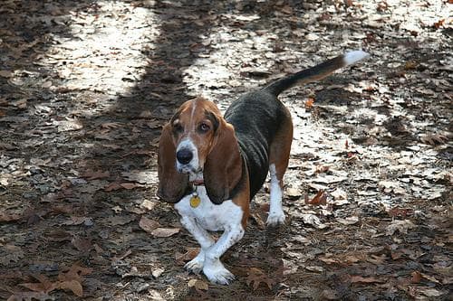Basset Hound