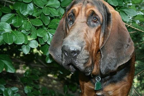 Blood Hound