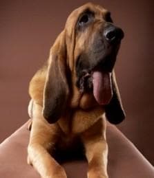Blood Hound