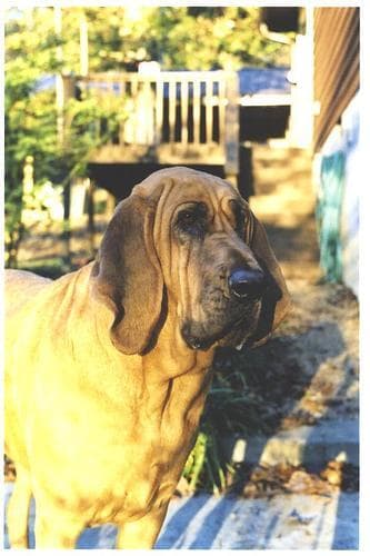 Blood Hound