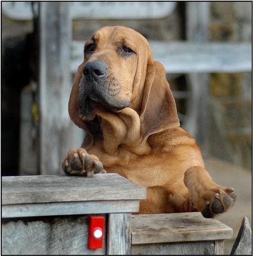 Blood Hound