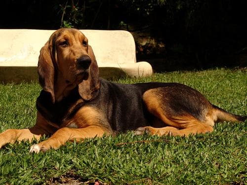 Blood Hound