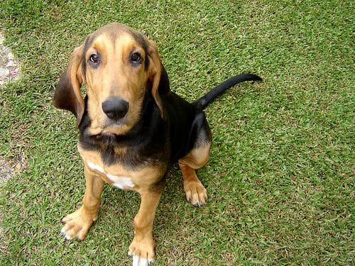 Blood Hound