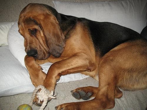 Blood Hound