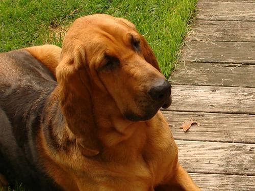 Blood Hound