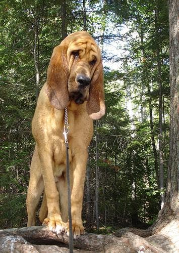 Blood Hound