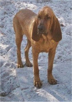 Blood Hound