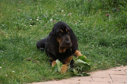 hound