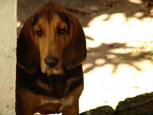 Blood Hound