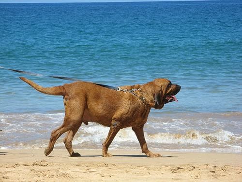 Blood Hound