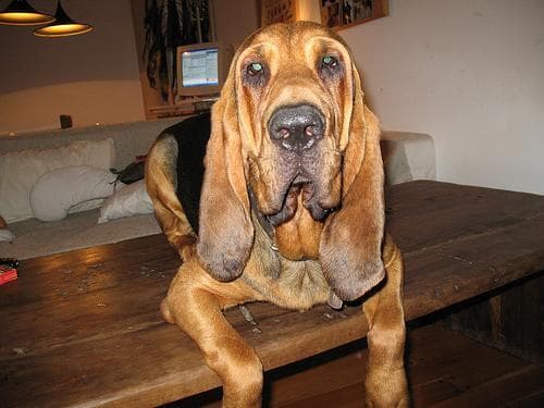 Blood Hound