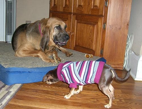 Blood Hound