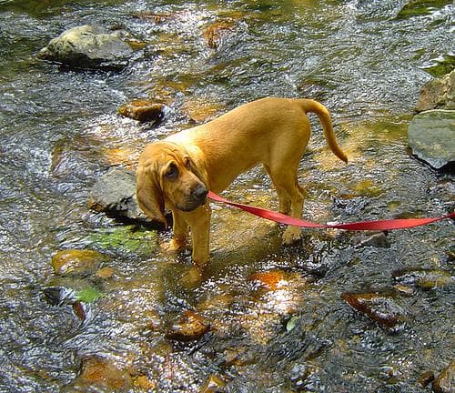 Blood Hound