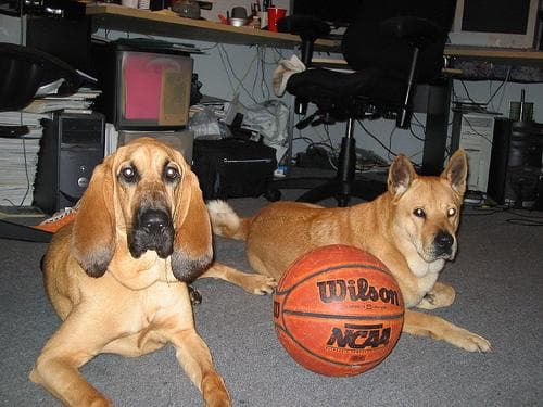 Blood Hound