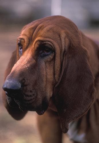 Blood Hound