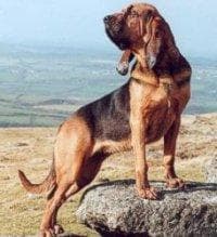 Blood Hound