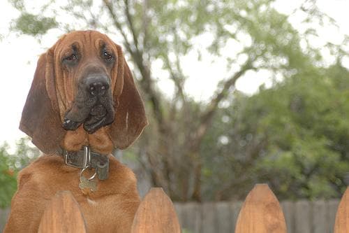 Blood Hound