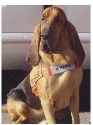 Blood Hound