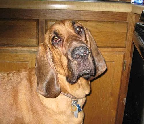 Blood Hound