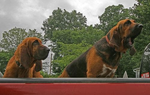 Blood Hound