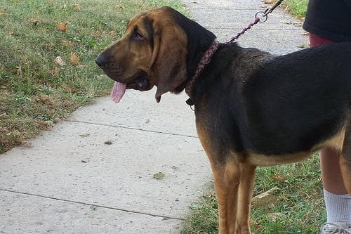 Blood Hound