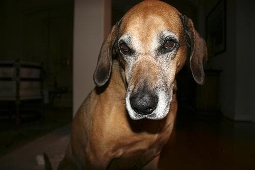 Blood Hound
