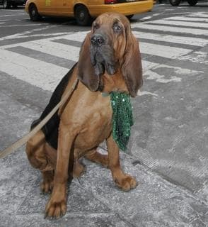 Blood Hound