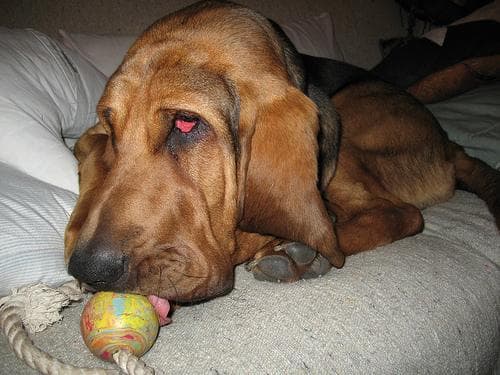 Blood Hound