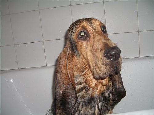 Blood Hound