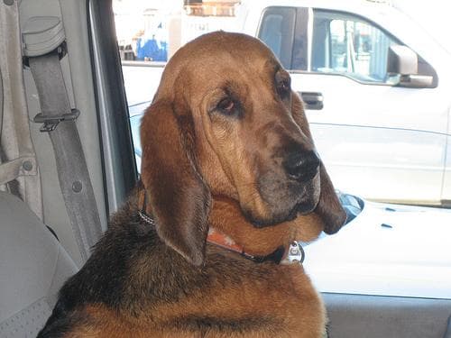 Blood Hound