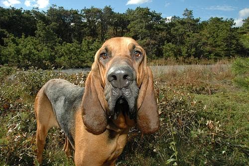 Blood Hound