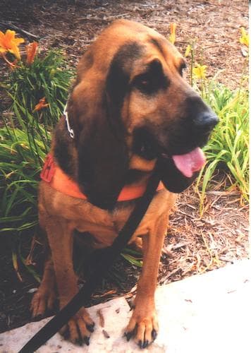 Blood Hound