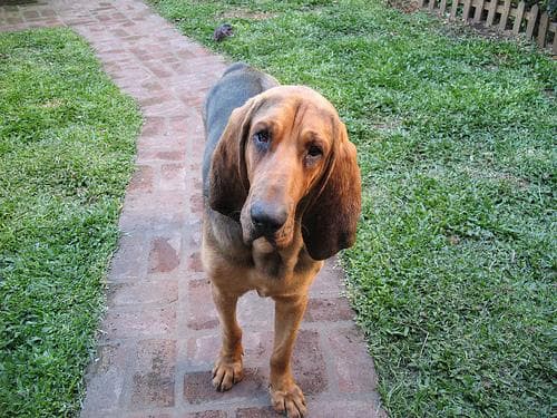 Blood Hound