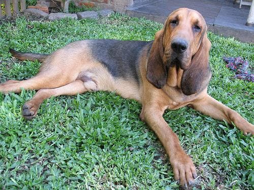 Blood Hound