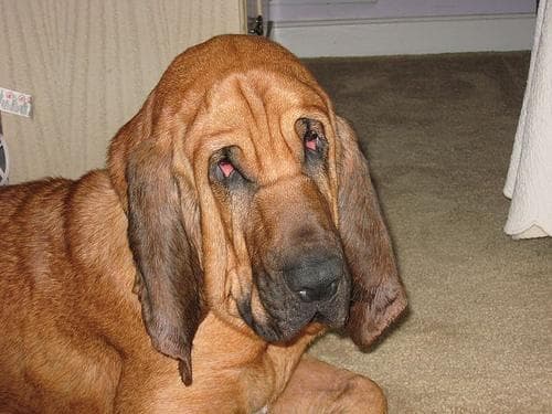 Blood Hound