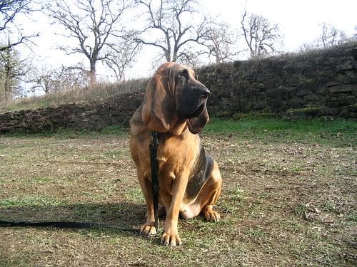 Blood Hound