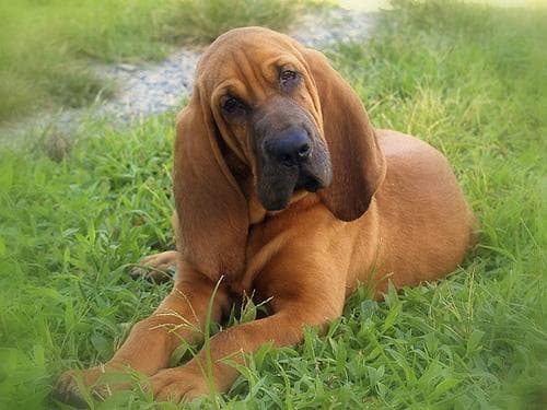 Blood Hound