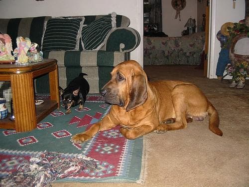 Blood Hound
