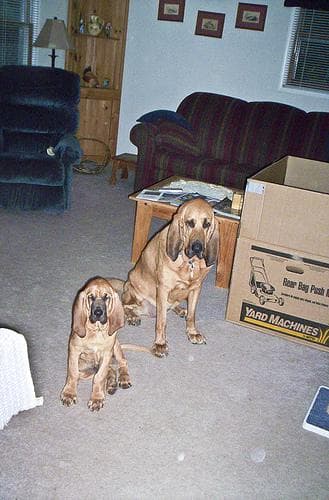 Blood Hound