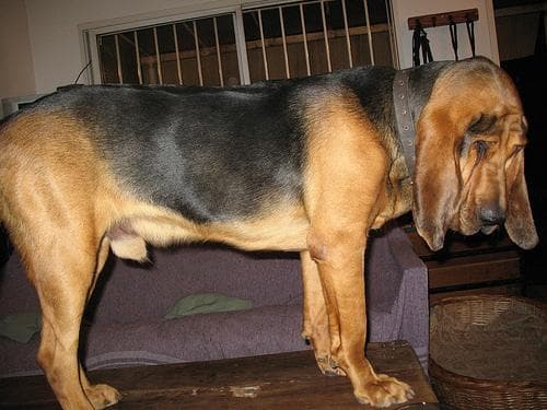 Blood Hound