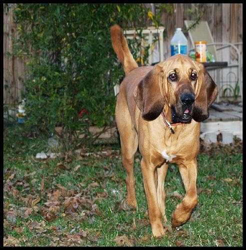 Blood Hound