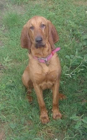 Blood Hound