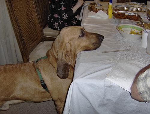 Blood Hound