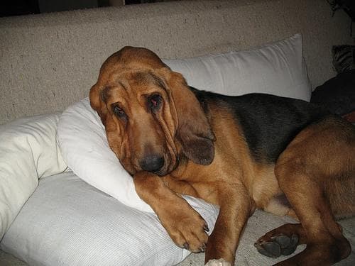 Blood Hound