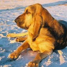 Blood Hound