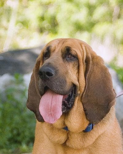hound
