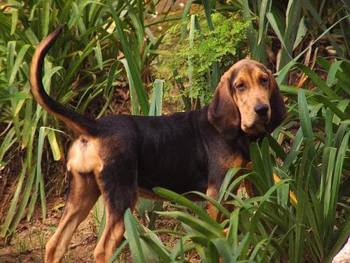 hound