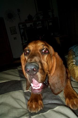 Blood Hound