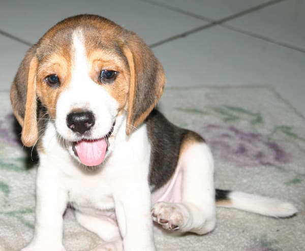 Fox Hound